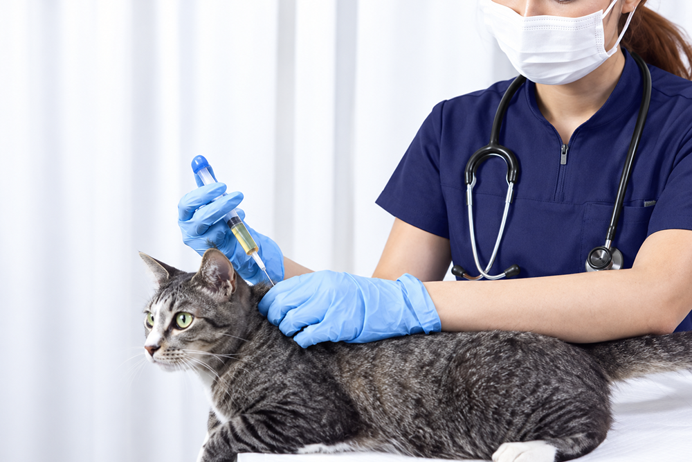 Best Scrubs for Veterinarians: What to Look For